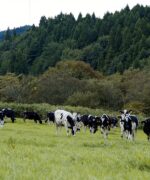 酪農風景