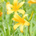 🌼ミスニッコウキスゲを募集します✨